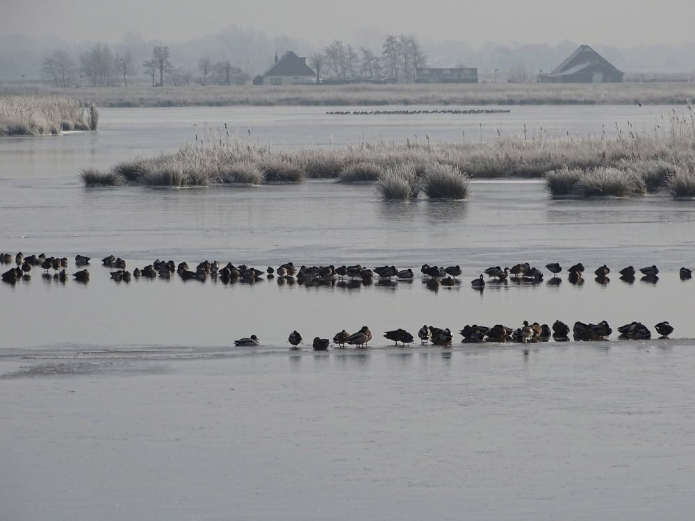 Langmameer in de vorst (Onlanden)